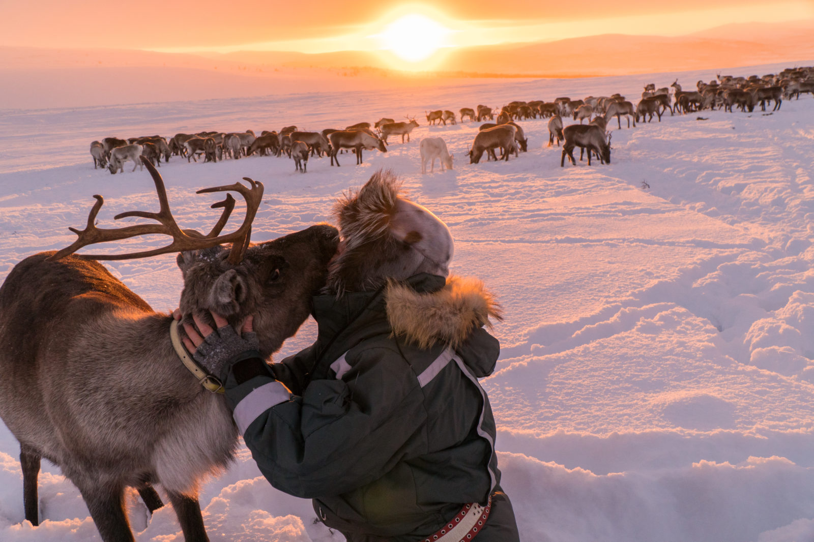 Arctic Land Adventure reindeer kissing a person in winter landscape
