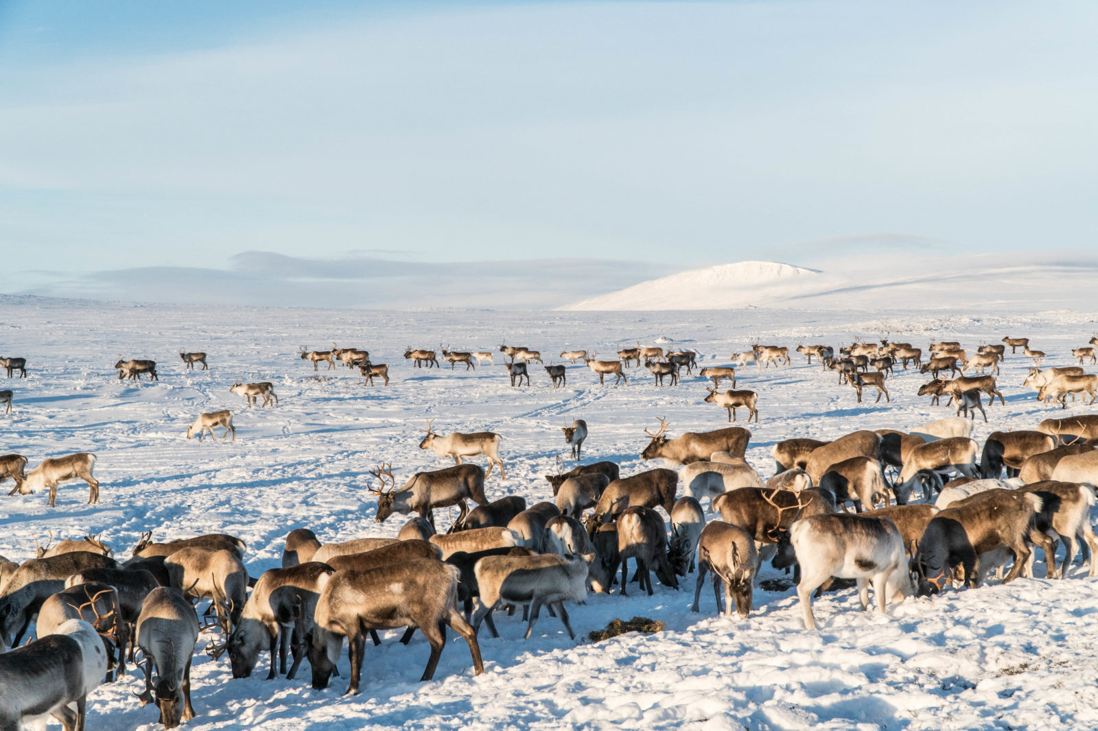 lots of reindeer with a reindeer herder in snow landscape