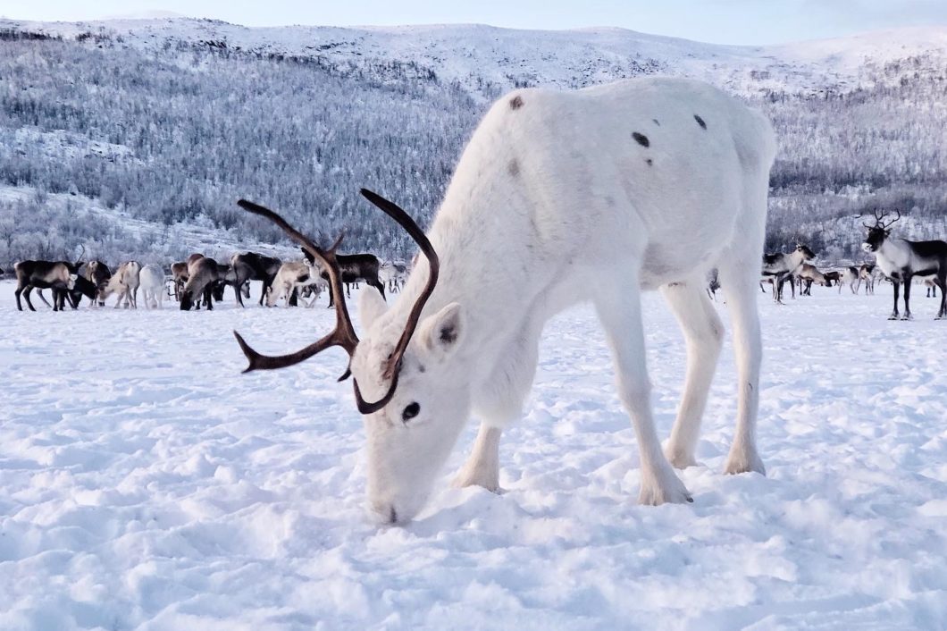 White reindeer Arctic Land Adventure