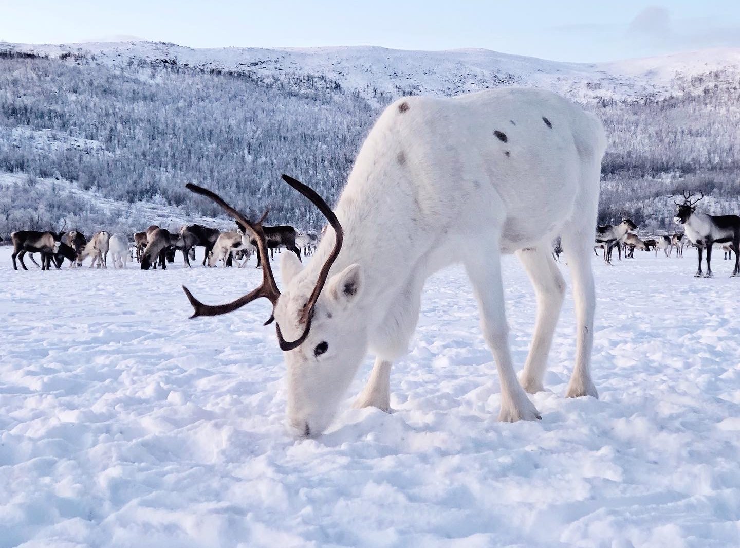 White reindeer Arctic Land Adventure