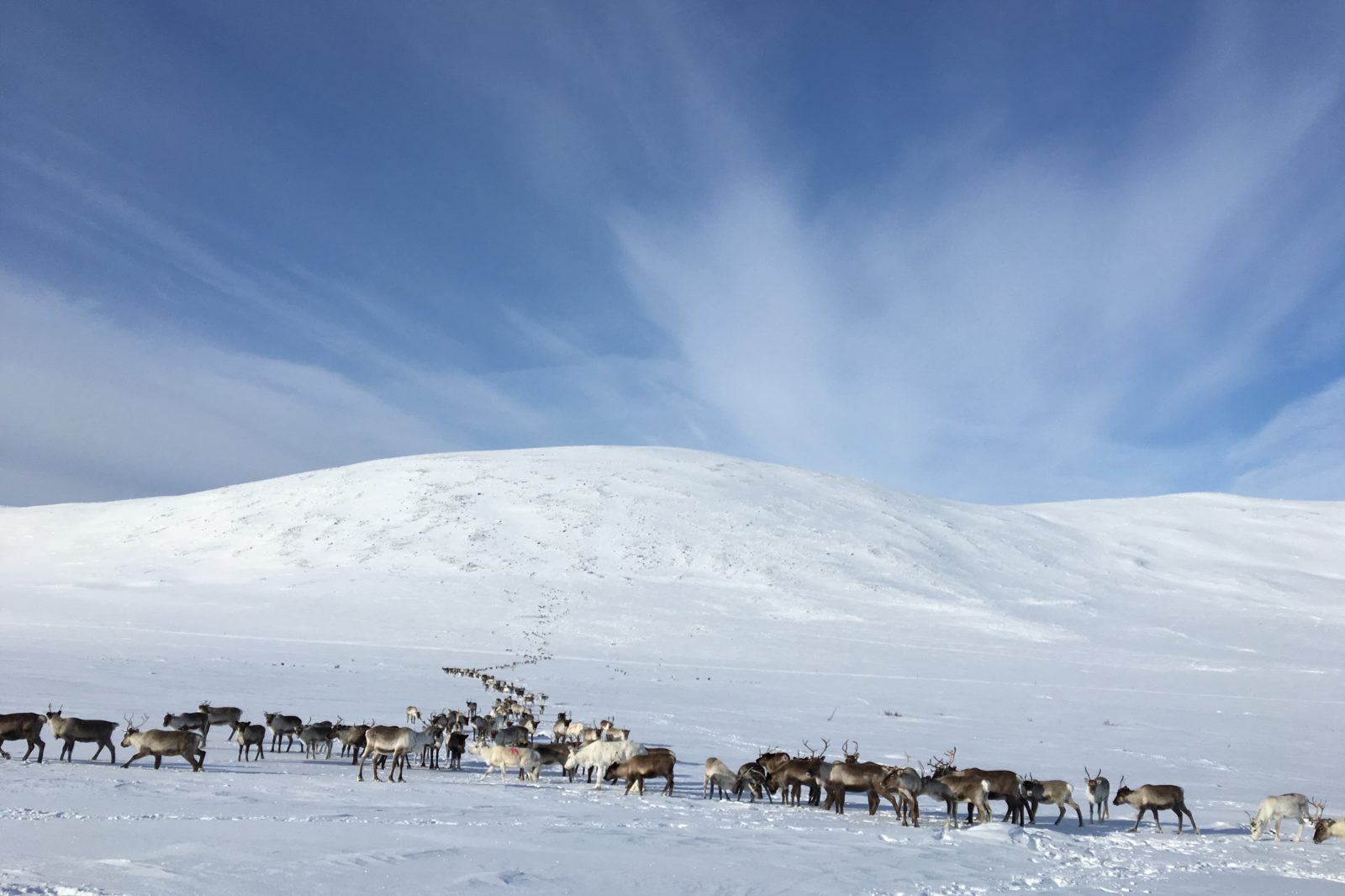 dozens of reindeer eating in a line in snow landscape