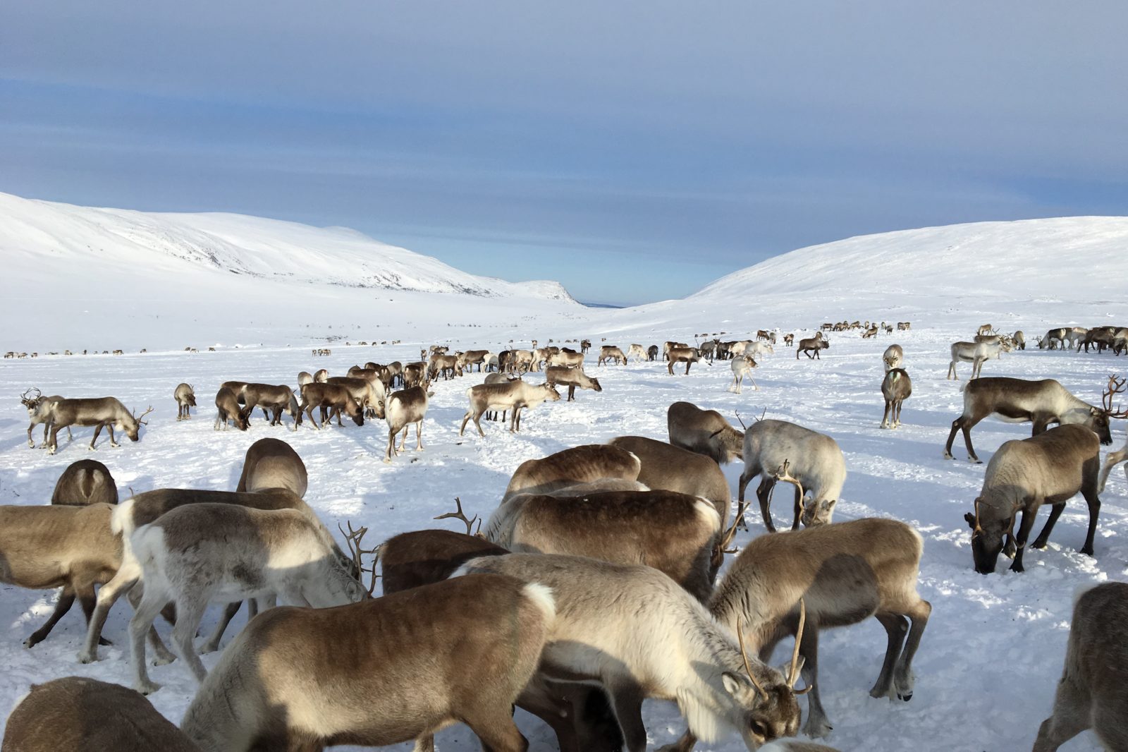 Reindeer Safari - Arctic Land Adventure